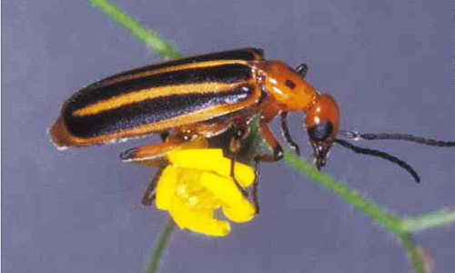 Adult Pyrota lineata (Olivier) a blister beetle. 