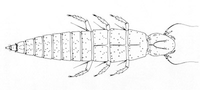 Nemognatha plazata Fabricius, first instar larva.