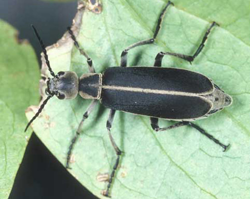 Adult clematis blister beetle, Epicauta cinerea Forster, margined color form. 