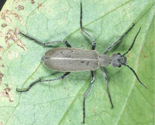 Adult "Florida" blister beetle, Epicauta floridensis Werner. 