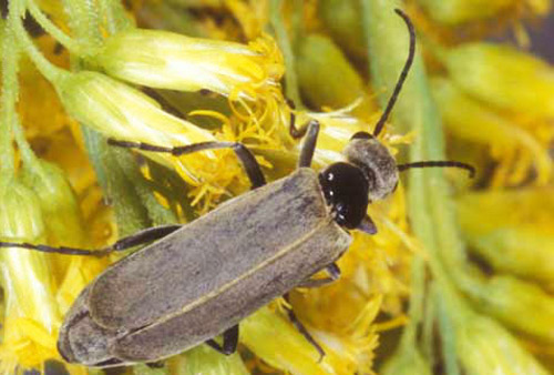 Adult female Epicauta heterodera Horn, a blister beetle.