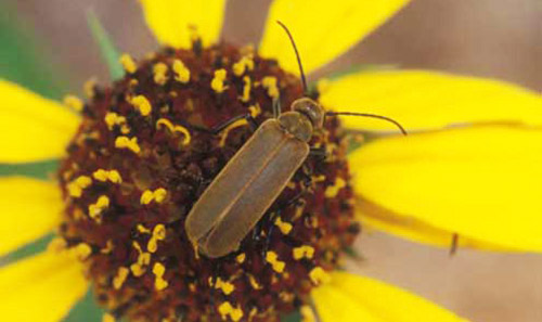 Adult male Epicauta heterodera Horn, a blister beetle. 