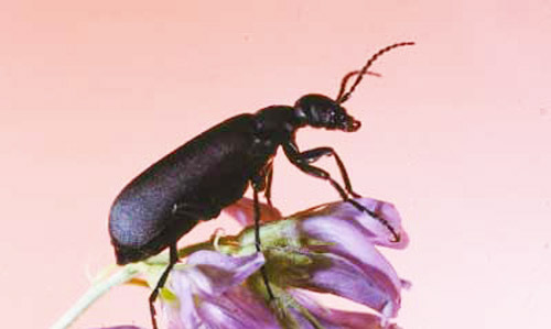 Adult Epicauta pensylvanica (De Geer), the black blister beetle. 
