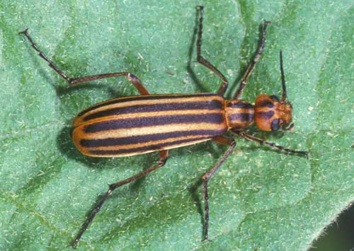 Adult Epicauta vittata (Fabricius), the striped blister beetle. 