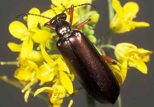 Adult bronze blister beetle, Lytta polita Say. 