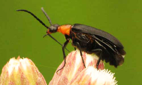 Adult Nemognatha nemorensis Hentz, a blister beetle. 