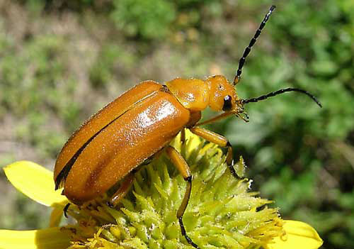 Adult Nemognatha punctulata LeConte, a blister beetle. 