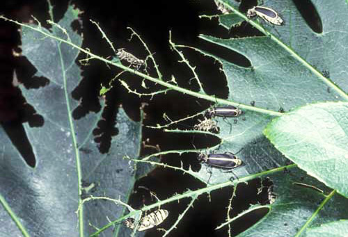 Crop damage caused by adult margined blister beetles, Epicauta pestifera Werner. 
