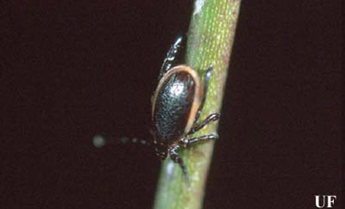 Male blacklegged tick, Ixodes scapularis Say.