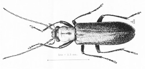 Adult Oxycopis mcdonaldi (Arnett) (Oxycopiini) 