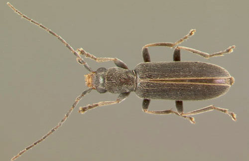 Adult Oxycopis falli (Blatchley), a false blister beetle.
