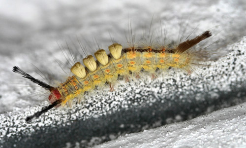 Fir tussock moth (Orgyia detrita) caterpillar (light form). 