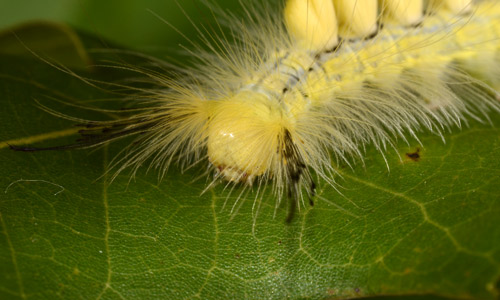 Fir tussock moth (light and dark forms), Orgyia detrita, and whitemarked tussock moth, Orgyia leucostigma, caterpillars.