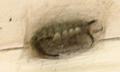 Early cocoon of fir tussock moth (Orgyia detrita) before many setae are incorporated.