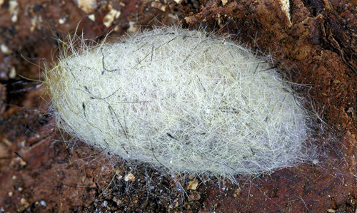 Completed cocoon of fir tussock moth (Orgyia detrita).