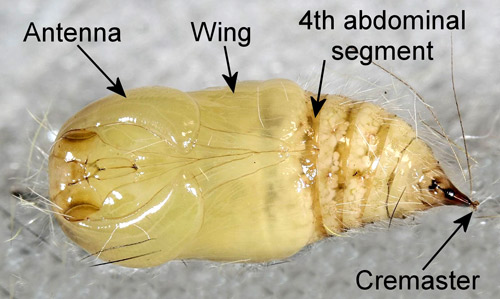 Recently molted male fir tussock moth (Orgyia detrita) pupa (ventral view).