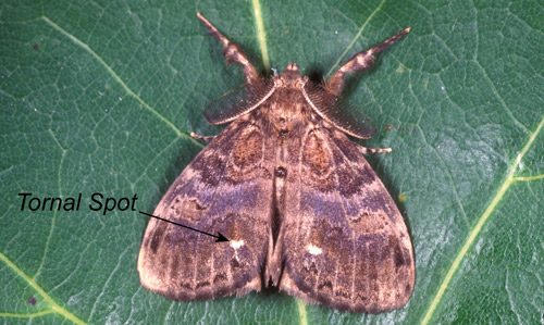 Male whitemarked tussock moth (Orgyia leucostigma).