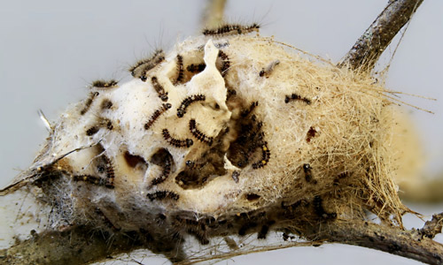 Newly-hatched larvae of the fir tussock moth (Orgyia detrita).