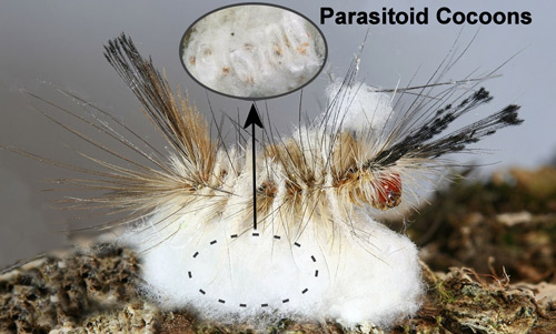 Fir tussock moth caterpillar (Orgyia detrita) parasitized by wasps. The parasitoid cocoons are cloaked by the silk covering (spun by the wasp larvae) beneath the parasitized caterpillar (Inset: parasitoid cocoons from under silk covering - wasps have already emerged).