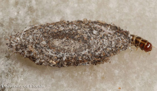 A larva of the household casebearer, Phereoeca uterella Walsingham, which is partially emerged from its case and using its true legs to walk on a surface.