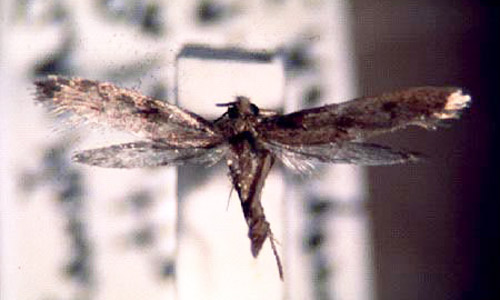 Adult male household casebearer, Phereoeca uterella Walsingham. 