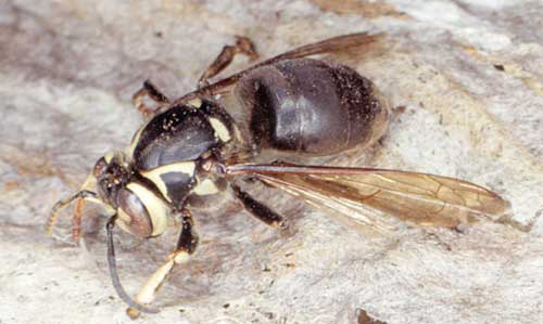 Adult baldfaced hornet, Dolichovespula maculata (Linnaeus), lateral view. 