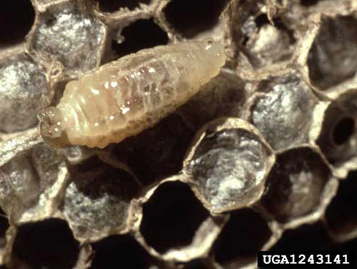 Larva of the baldfaced hornet, Dolichovespula maculata (Linnaeus). 