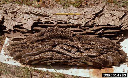 Southern yellowjacket, Vespula squamosa (Brury), nest dug from ground. 