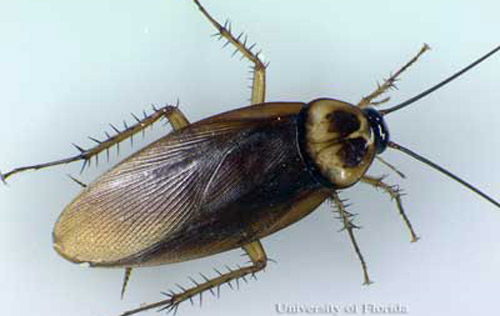 Adult male American cockroach, Periplaneta americana (Linnaeus). 