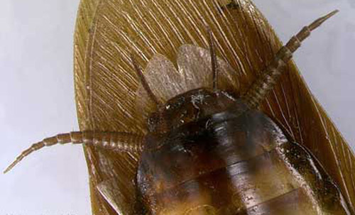 Adult male American cockroach, Periplaneta americana (Linnaeus), cerci and stylets (ventral view). 