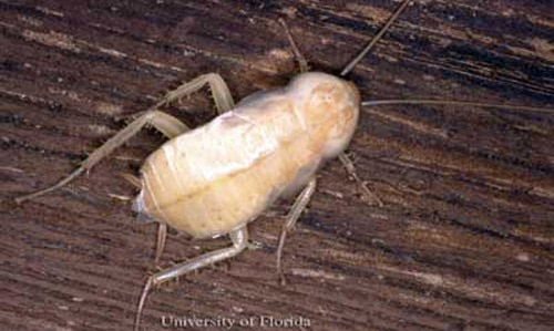 Newly molted adult American cockroach, Periplaneta americana (Linnaeus). 