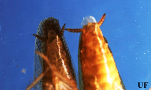 Adult male Asian (left), Blattella asahinai Mizukubo, and German (right), Blattella germanica (Linnaeus), cockroaches, ventral view. Notice the wings of the Asian cockroach extend past the tip of the abdomen. 
