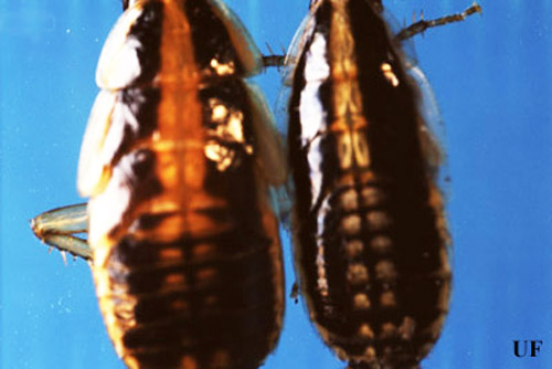 Late instar German (left), Blattella germanica (Linnaeus), and Asian (right), Blattella asahinai Mizukubo, cockroaches, dorsal view. Spots along the midsection of the Asian cockroach appear white, while those areas are lightly pigmented in the German cockroach. Asian cockroach nymphs are also smaller than German cockroach nymphs. 