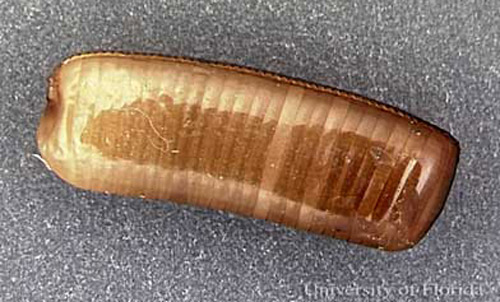 Egg case (ootheca) of the Asian cockorach, Blattella asahinai Mizukubo. 