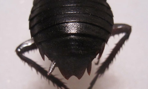 Close up of terminal sclerites located posteriorly; note the "V" notch on an adult female Florida woods cockroach, Eurycotis floridana (Walker).