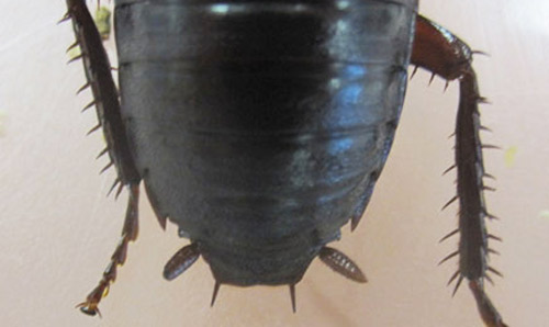 Close up of terminal sclerites located posteriorly, note the symmetrical filaments, on an adult male Florida woods cockroach, Eurycotis floridana (Walker).