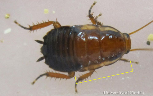 Nymph of the Florida woods cockroach, Eurycotis floridana (Walker), showing yellow margins on the pro-, meso-, and metanota.