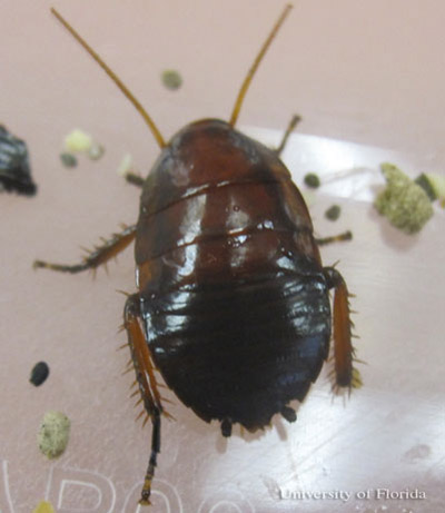 Nymph of the Florida woods cockroach, Eurycotis floridana (Walker), without yellow margins on the pro-, meso-, and metanota.