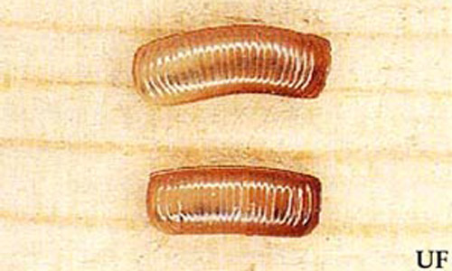 Oothecae (egg cases) of the German cockroach, Blattella germanica (Linnaeus). 