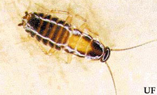 Third instar nymph of German cockroach Blattella germanica (Linnaeus). 