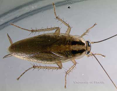 Adult male German cockroach, Blattella germanica (Linnaeus). 