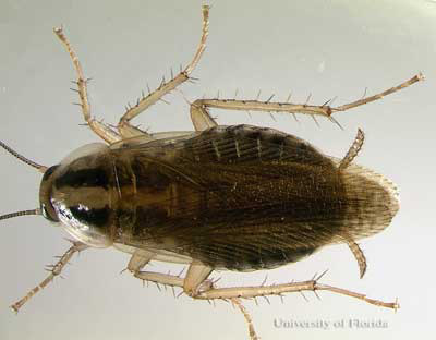 Adult female German cockroach, Blattella germanica (Linnaeus). 