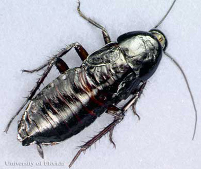 Female oriental cockroach, Blatta orientalis Linnaeus. 