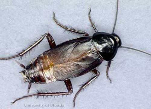 Male oriental cockroach, Blatta orientalis Linnaeus.