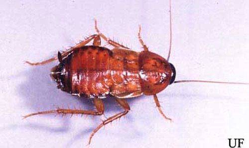 Late instar nymph of the oriental cockroach, Blatta orientalis Linnaeus. 