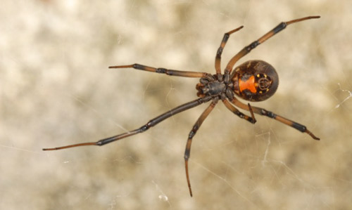 Adult female brown widow spider, Latrodectus geometricus (C.L. Koch).