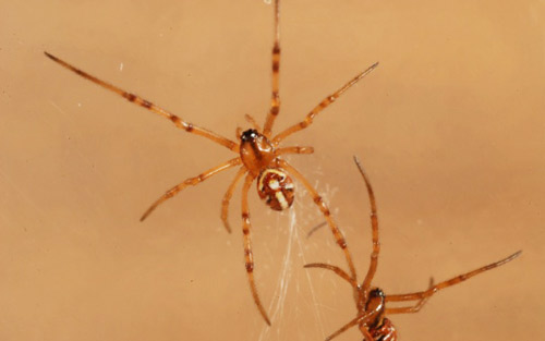 Dorsal view of Southern black widow spiderlings, Latrodectus mactans (Fabricius). 