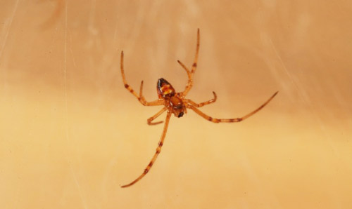 Ventral view of Southern black widow spiderlings, Latrodectus mactans (Fabricius). 