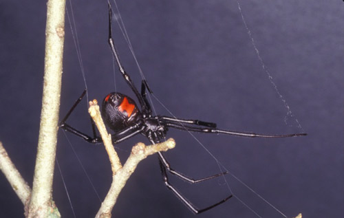 Adult female Southern black widow, Latrodectus mactans (Fabricius). 