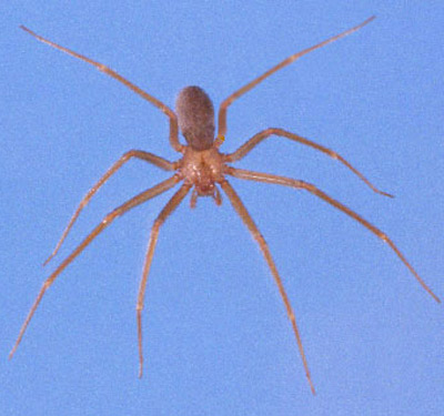 Female brown recluse spider, Loxosceles reclusa Gertsch & Mulaik. 